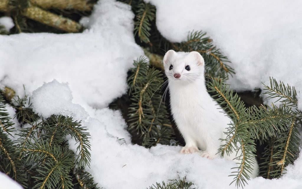 Arctic Animals - Ermine Arctic Animals - Ermine