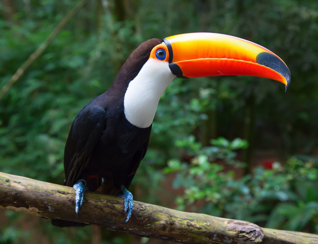 Toco Toucan in the wild. Toco Toucan in the wild.