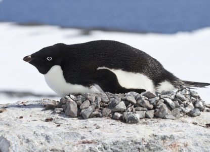 Antarctic Penguin species you need to know before your trip Antarctic Penguin species you need to know before your trip