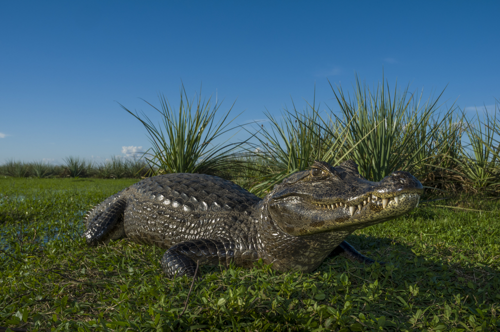 Wildlife of Argentina: Caiman Wildlife of Argentina: Caiman