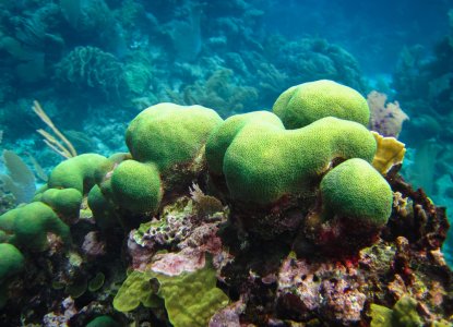 The Best Snorkel Spots in Nicaragua The Best Snorkel Spots in Nicaragua