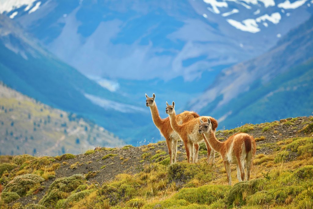 Three guanacoes in Torres del Paine national park, Patagonia, Chile Three guanacoes in Torres del Paine national park, Patagonia, Chile