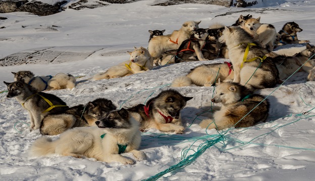 A team of Greenland husky dogs, West Greenland. A team of Greenland husky dogs, West Greenland.