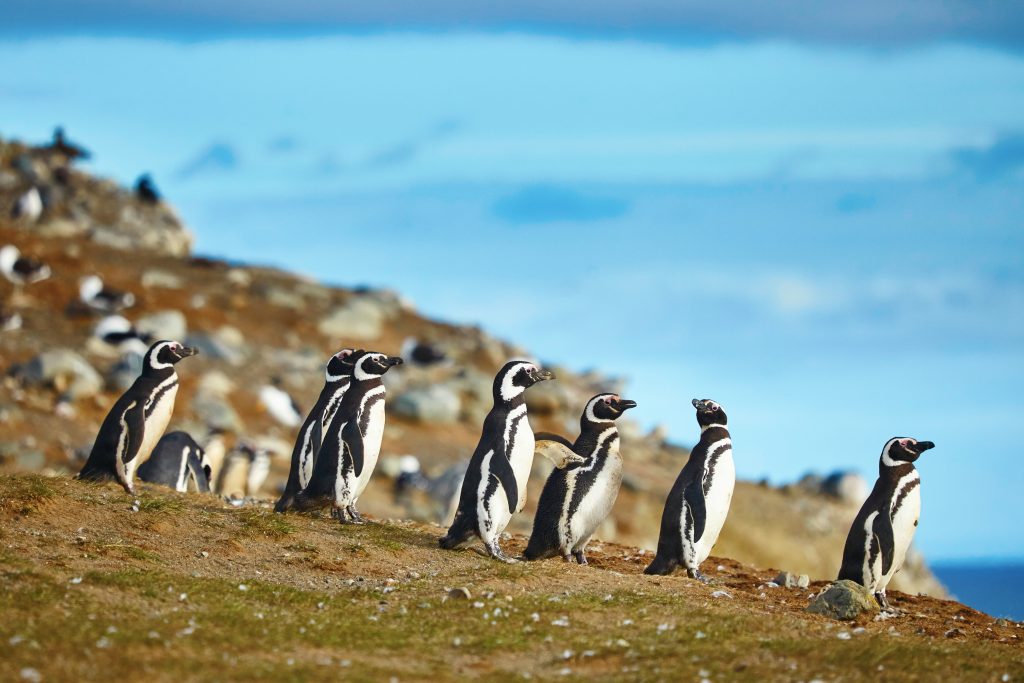 Magellanic penguins walking by the ocean on the grass in Patagonia, Chile Magellanic penguins walking by the ocean on the grass in Patagonia, Chile