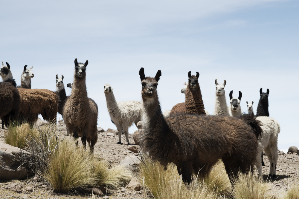 Llamas around the bolivian salt desert. Llamas around the bolivian salt desert.