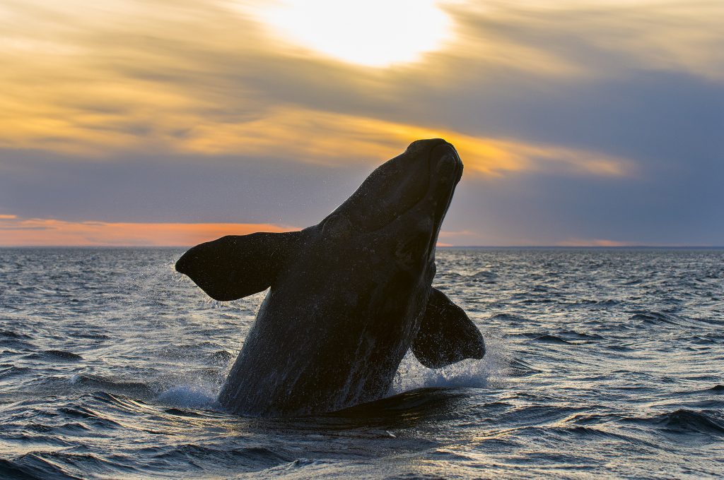 Southern Right Whale in the ocean at sunset in Patagonia , Argentina Southern Right Whale in the ocean at sunset in Patagonia , Argentina