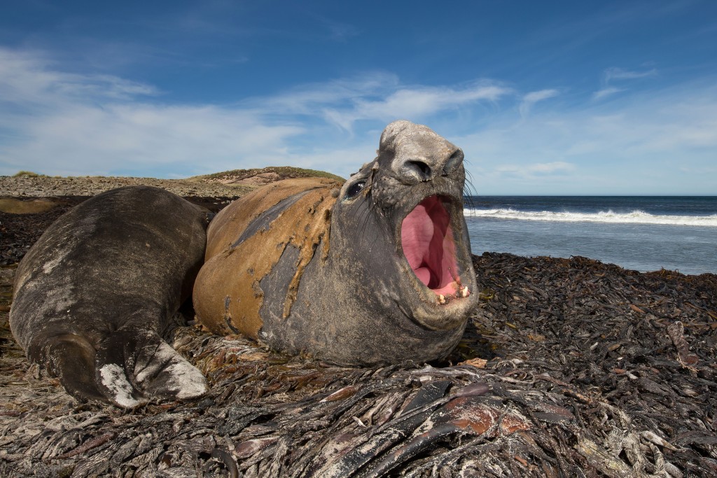 Elephant Seal. Elephant Seal.
