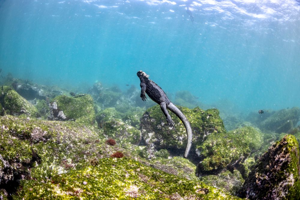 marine iguana in the Galapagos