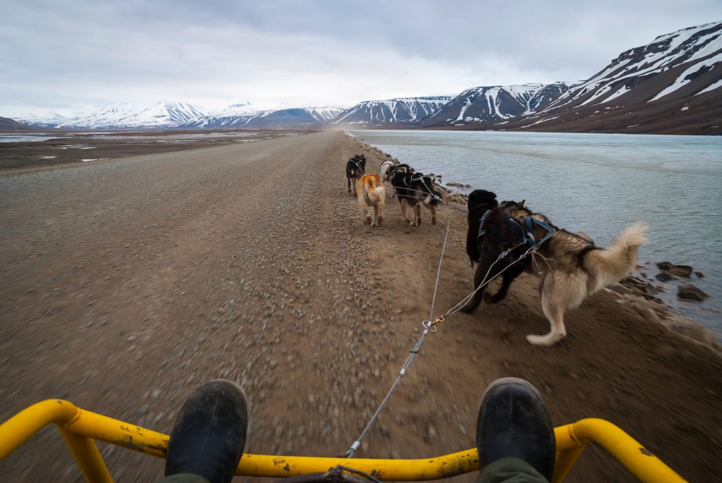 Dog sledding in the Arctic dog sledding in the Arctic