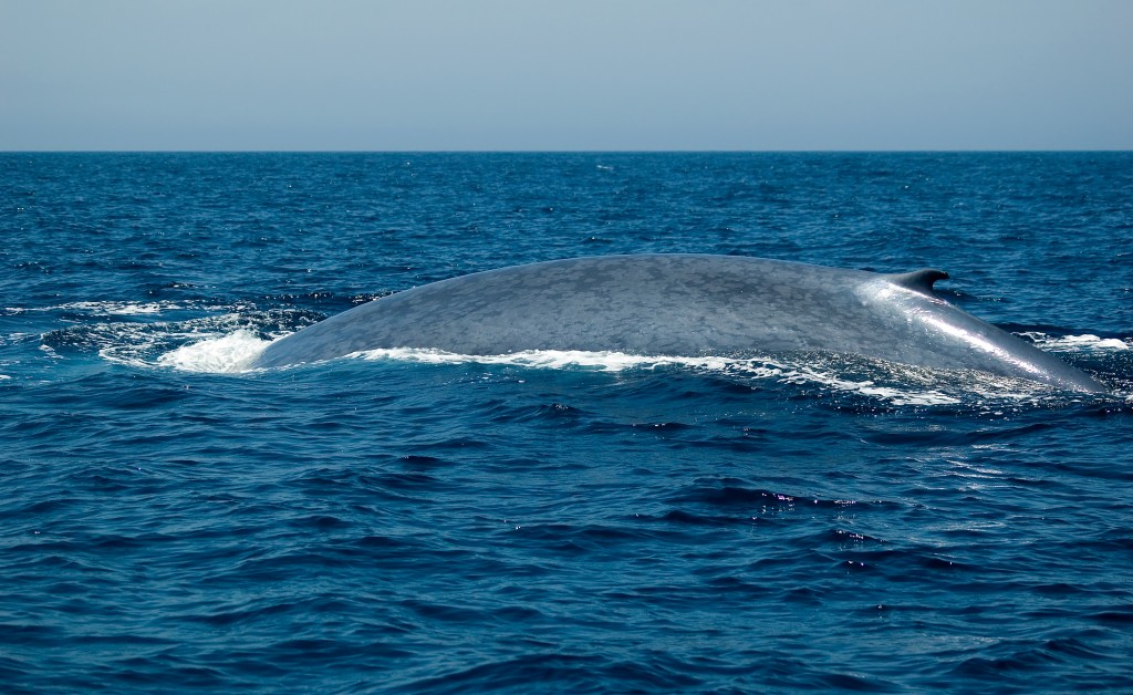 The blue whale. The blue whale.