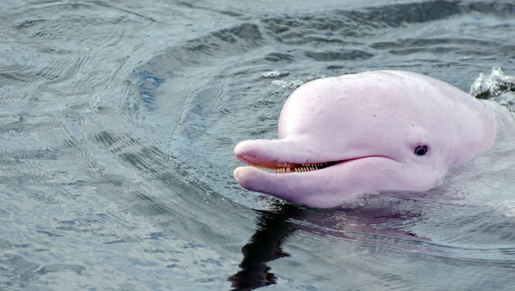 a pink river dolphin