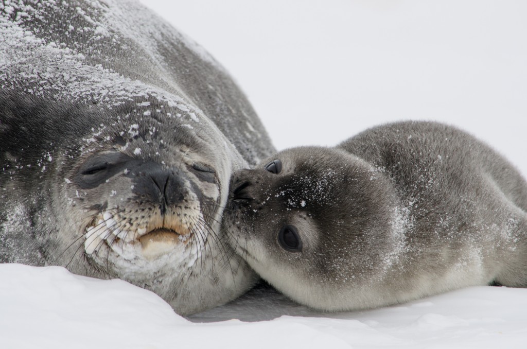seal pup antarctica seal pup antarctica
