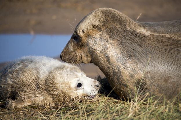 The seal pup with her mother The seal pup with her mother