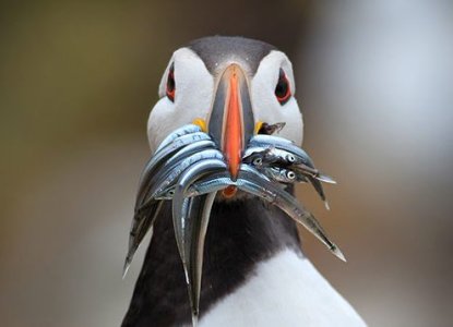 Fun Facts About Puffins Fun Facts About Puffins