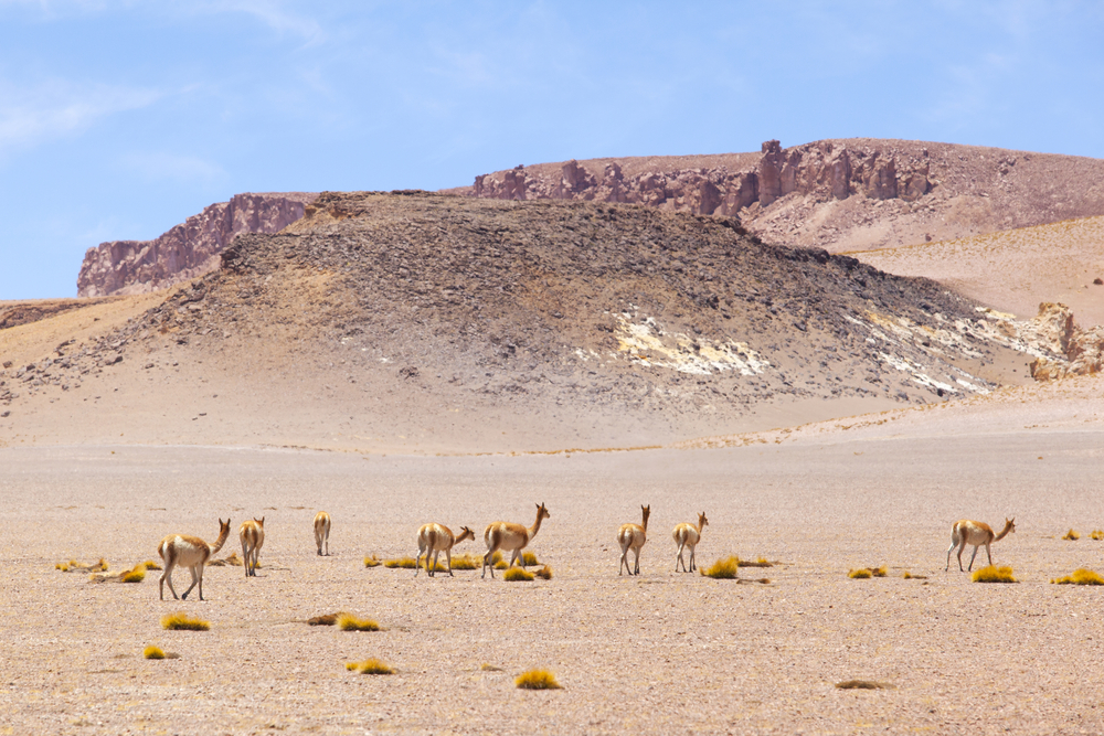 A group of wild Vicunas on the Andes Mountain, near San Pedro de Atacama. A group of wild Vicunas on the Andes Mountain, near San Pedro de Atacama.
