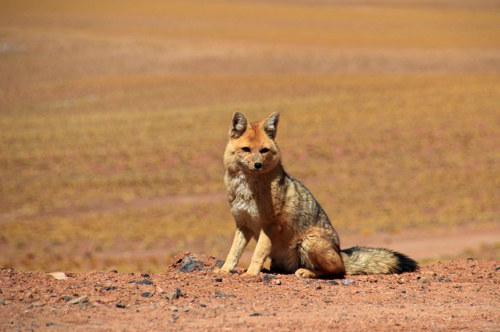 red Andean fox with sandy background red Andean fox with sandy background
