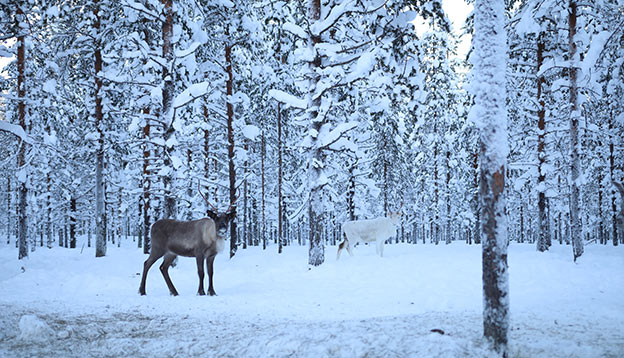 A reindeer in a forest in Finland A reindeer in a forest in Finland