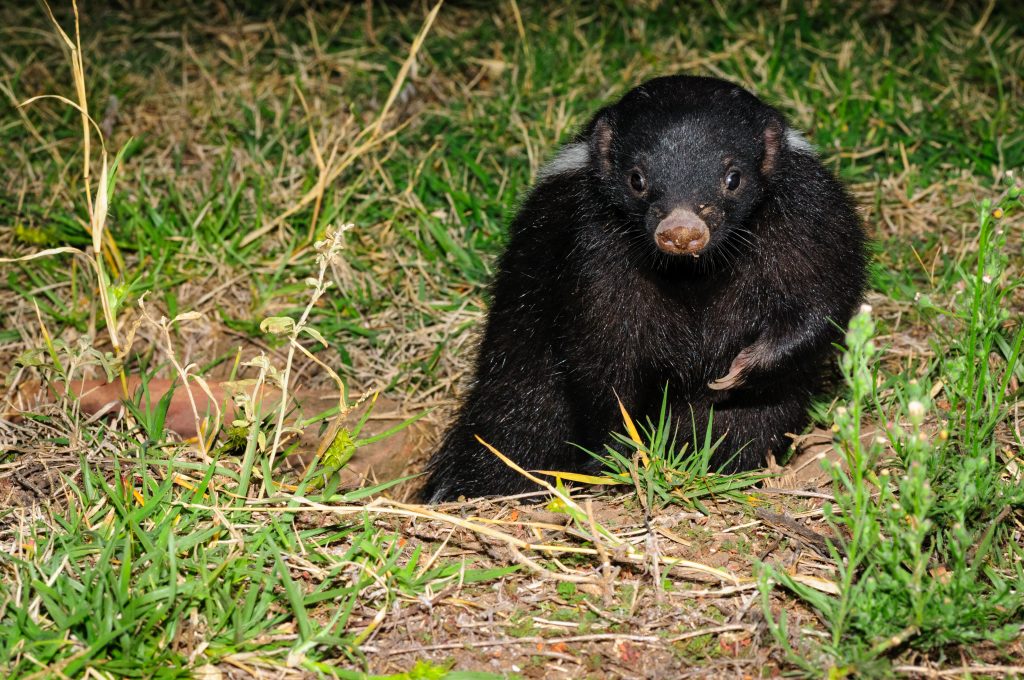 Patagonian Hog-nosed Skunk leaving his burrow. Patagonian Hog-nosed Skunk leaving his burrow.
