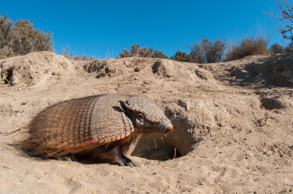 Patagonian Armadillo next to its burrow Patagonian Armadillo next to its burrow