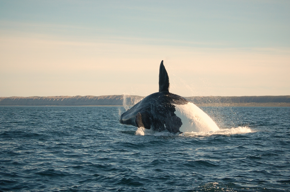 Southern Right Whale off the coast of Patagonia Argentina. Southern Right Whale off the coast of Patagonia Argentina.