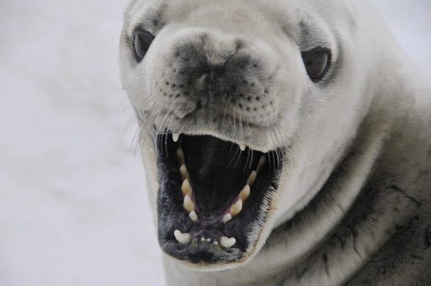 A crabeater seal in Antarctica A crabeater seal in Antarctica