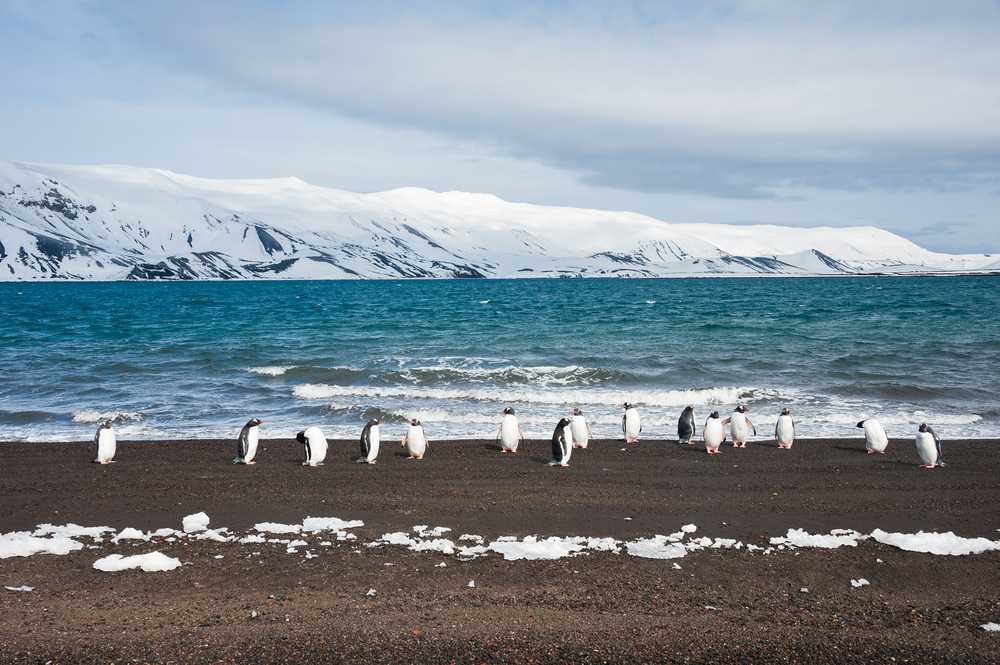 Penguins walking on the beach with snow capped mountains in the background on Sub-Antarctic Islands penguins walking on the beach with snow capped mountains in the background on Sub-Antarctic Islands
