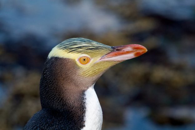 Yellow Eyed Penguin. Yellow Eyed Penguin.