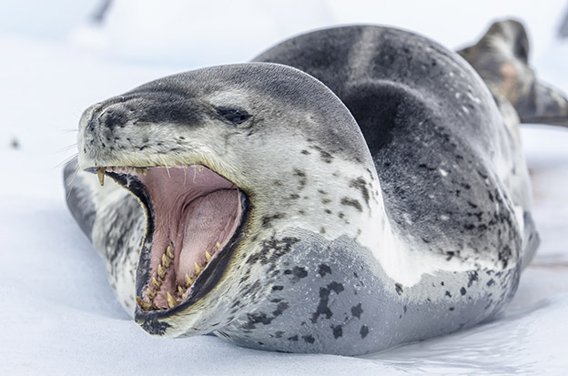 Antarctica Wildlife: Leopard Seal Antarctica Wildlife: Leopard Seal