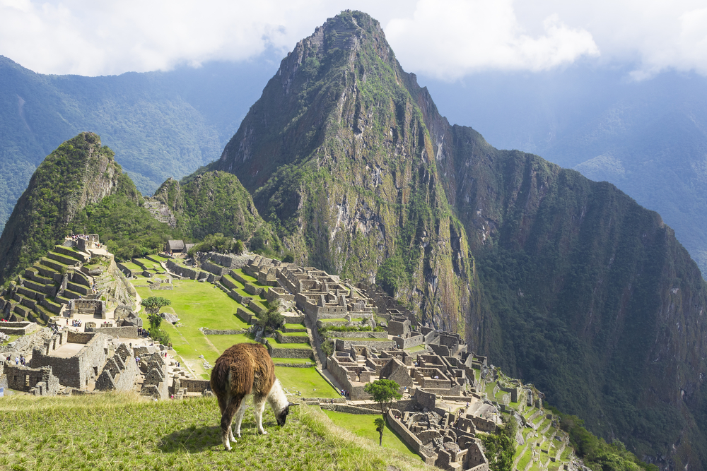 Guide to Machu Picchu: Llama foreground of Machu Picchu Guide to Machu Picchu: Llama foreground of Machu Picchu