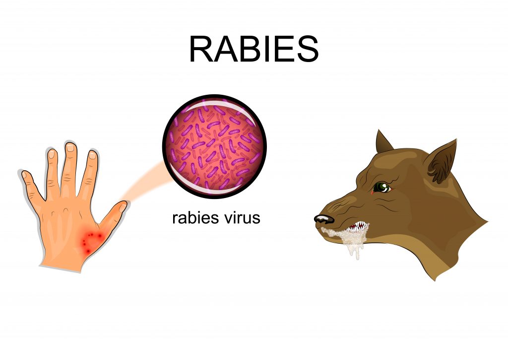 Rabies virus Rabies virus