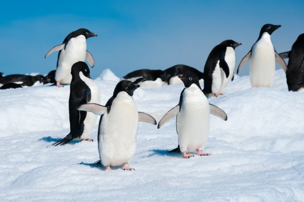 Adelie Penguins. Adelie Penguins.