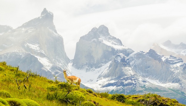 A guanaco animal in Torred Del Pain National Park, Patagonia. A guanaco animal in Torred Del Pain National Park, Patagonia.