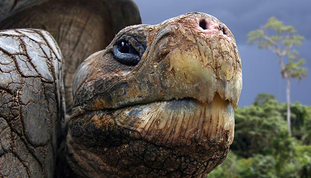Galpagos Tortoise - close up Galpagos Tortoise - close up