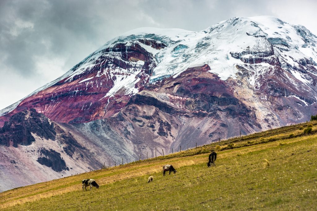 Cows grazing at the buttom of Chimborazo vulcano in Ecuador Cows grazing at the buttom of Chimborazo vulcano in Ecuador