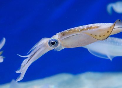 Everything You Need To Know About Squids Everything You Need To Know About Squids