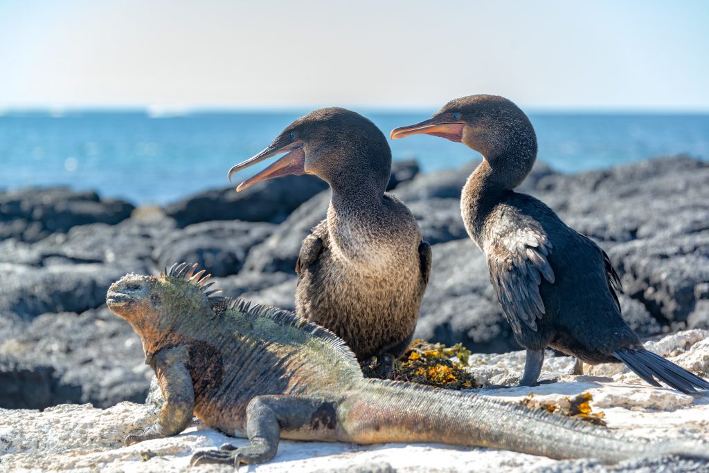 Two flightless cormorants and a marine iguana on Fernandina Island in the Galapagos Islands in Ecuador Two flightless cormorants and a marine iguana on Fernandina Island in the Galapagos Islands in Ecuador