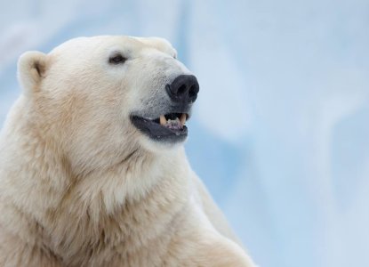 6 Facts About Polar Bears 6 Facts About Polar Bears