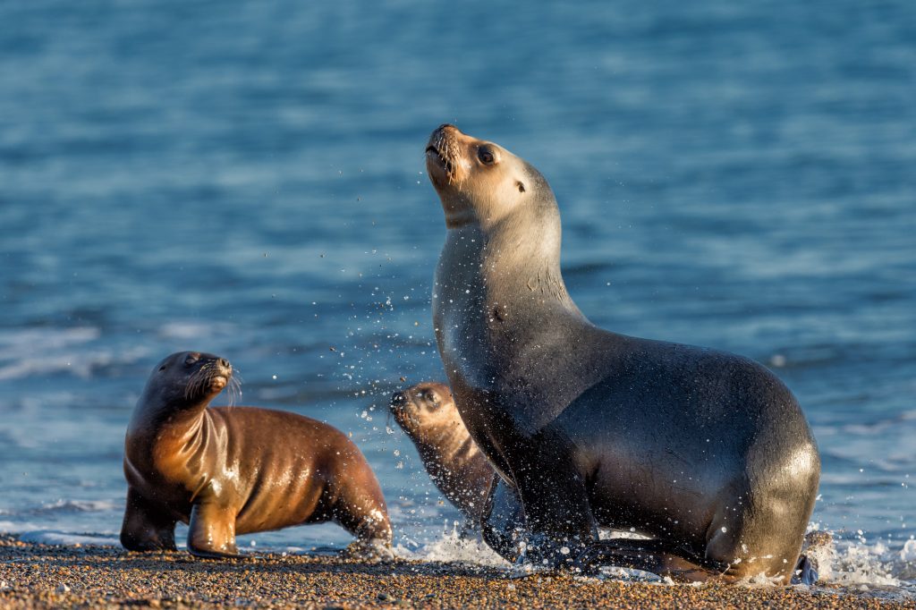 patagonia sea lion on the beach by the water patagonia sea lion on the beach by the water