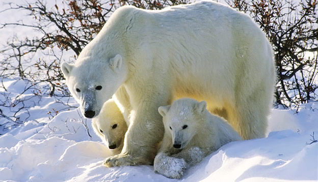 Polar bear with 2 cubs in the snow Polar bear with 2 cubs in the snow