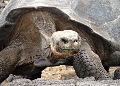 How To Tick Off South America’s Big Five How To Tick Off South America’s Big Five