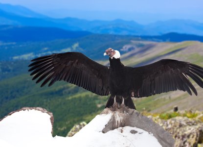 8 Unusual and Fun Facts About The Andean Condor 8 Unusual and Fun Facts About The Andean Condor