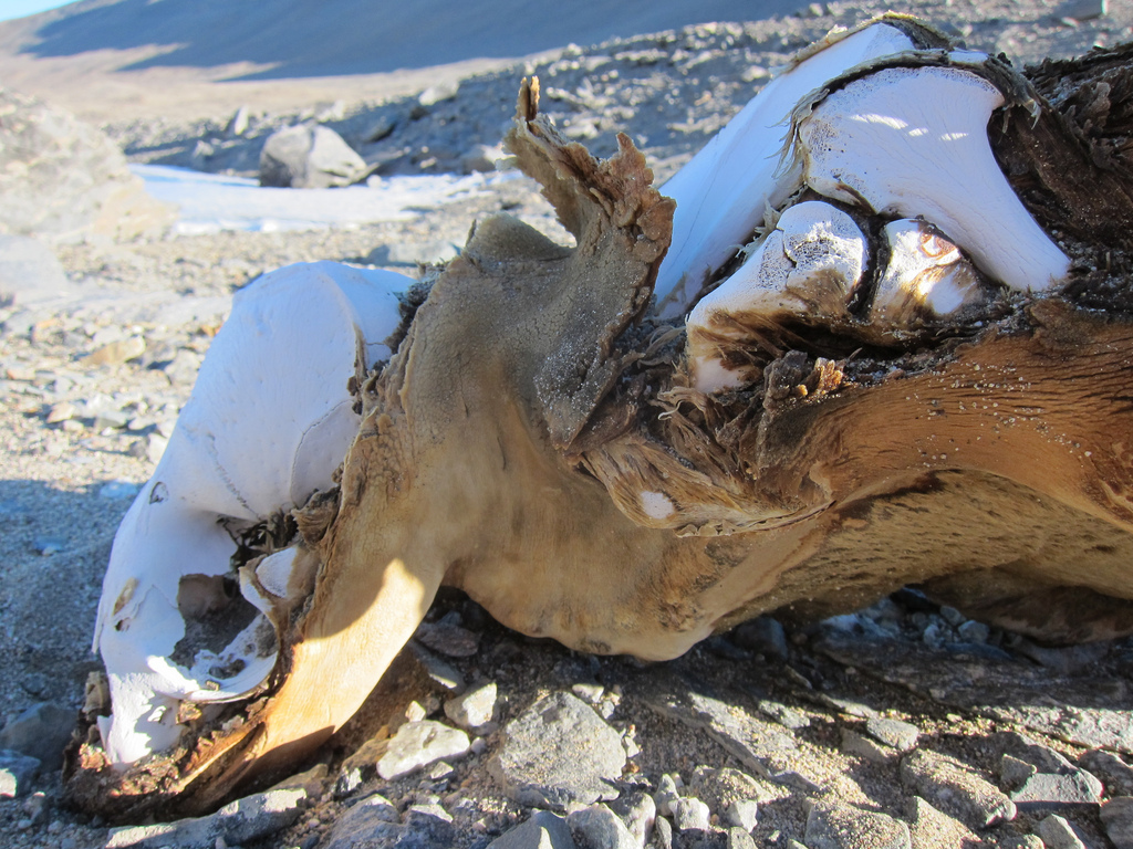 antarctica dry valley antarctica dry valley