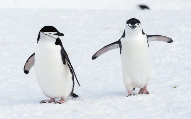 Chinstrap Penguins. Chinstrap Penguins.