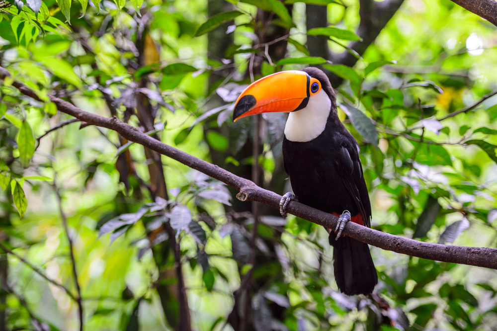 Toucan colourful bird in a forest toucan colourful bird in a forest