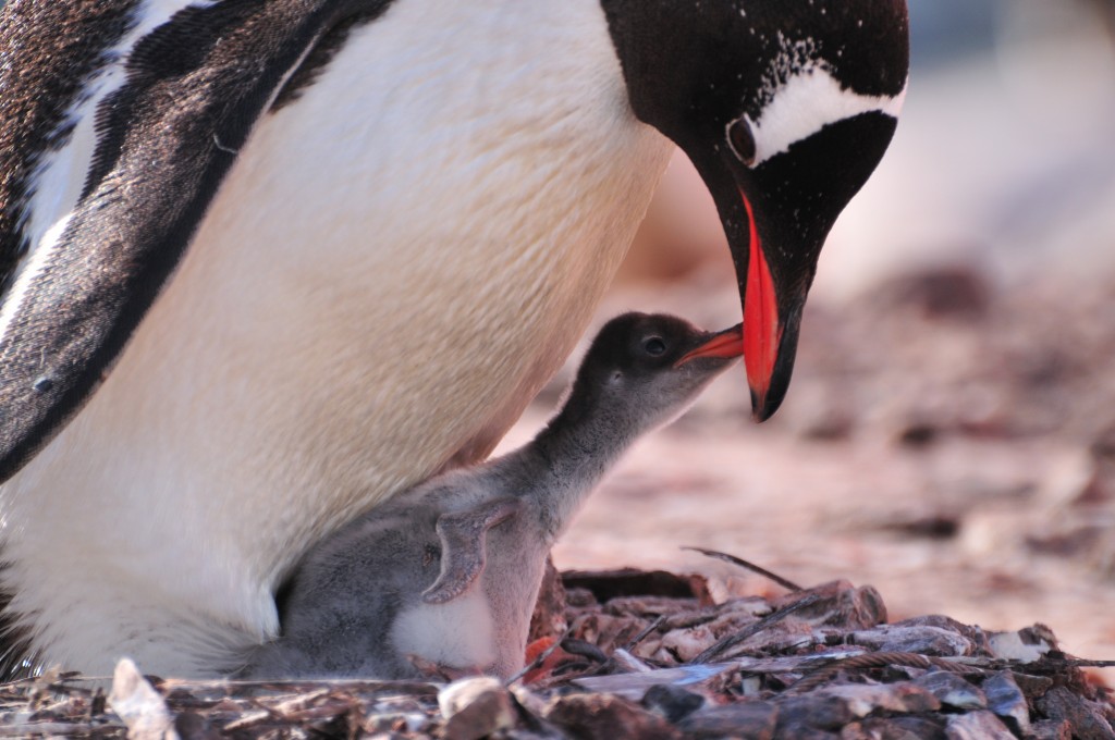 Gentoo Penguin with chick. Gentoo Penguin with chick.