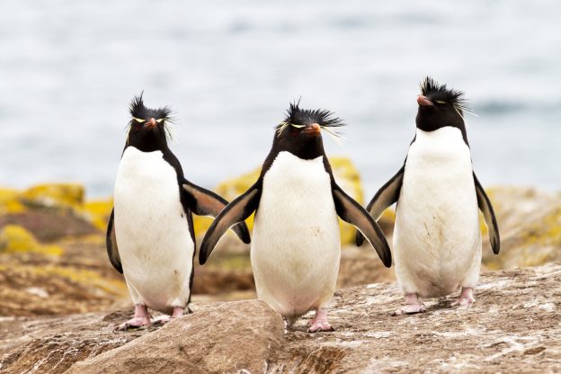 Rockhopper Penguins. Rockhopper Penguins.