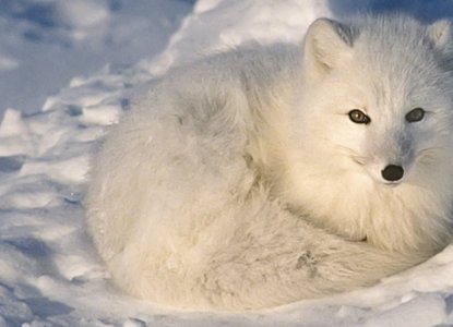 Facts You Didn’t Know About Arctic Foxes Facts You Didn’t Know About Arctic Foxes