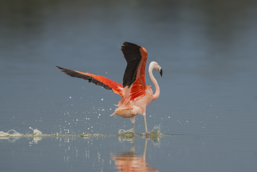 The Chilean Flamingo at the Pampa in Argentina. The Chilean Flamingo at the Pampa in Argentina.