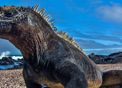 Wildlife in Ecuador Wildlife in Ecuador