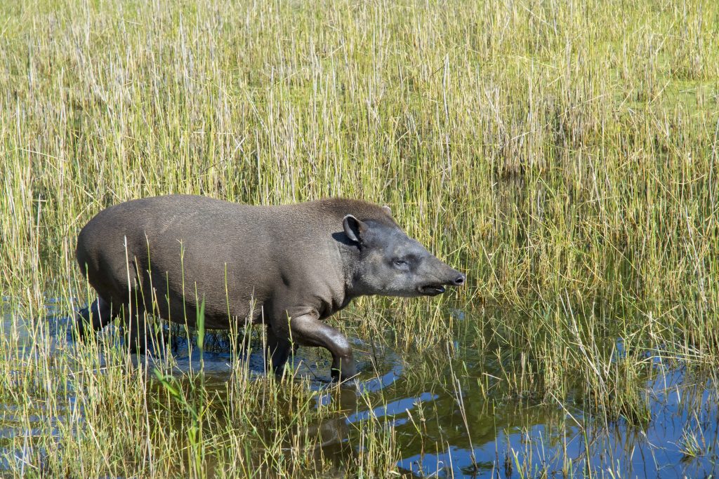 Lowland Tapir in the wild. Lowland Tapir in the wild.